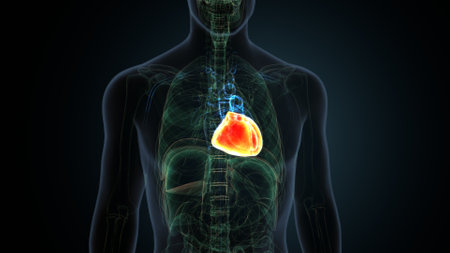 Human Heart Anatomy (Lungs) For Medical Concept 3D Illustration