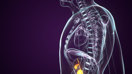 Human Body Organs Anatomy For Medical Concept 3D Illustrationの写真素材