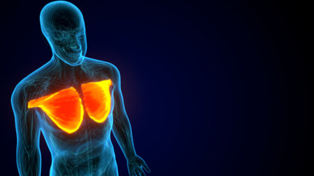 Human Liver Anatomy (Lungs) - 3D Illustration