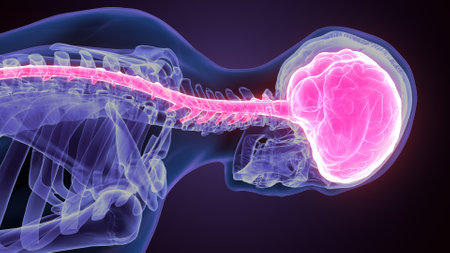 3D Illustration of Human Organs - Spine Anatomyの写真素材