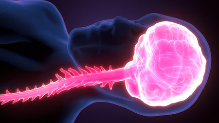 Human Brain Anatomy For Medical Concept. 3D Illustration.