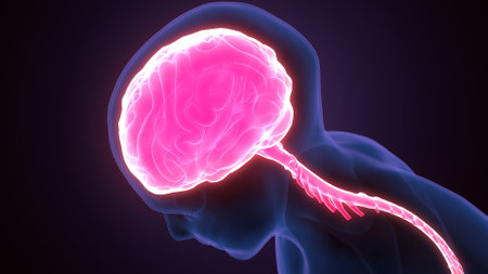 Human Brain Anatomy For Medical Concept. 3D Illustration.