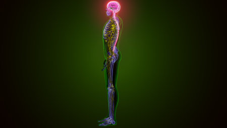 Human Body Anatomy with Nervous System For Medical Concept 3D Illustrationの写真素材