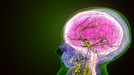 Human Brain Anatomy For Medical Concept 3D Illustration Design.の写真素材