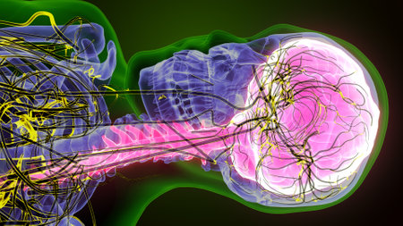 Human Brain Anatomy For Medical Concept. 3D Illustration.の写真素材