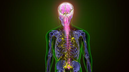 Human Brain Anatomy For Medical Concept. 3D Illustration.