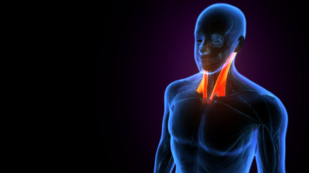 Human body anatomy articular pain on dark background. 3D Rendering