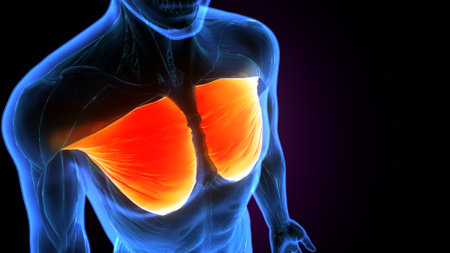 Lungs Anatomy For Medical Concept 3D Illustration.