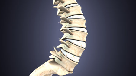 Human Skeleton Spine Anatomy For Medical Concept 3D Illustrationの写真素材