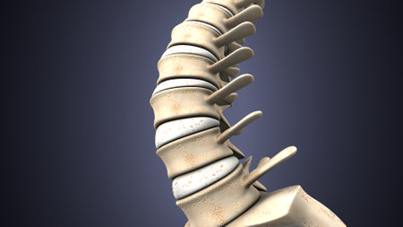 Human Skeleton Spine Anatomy For Medical Concept 3D Illustrationの写真素材