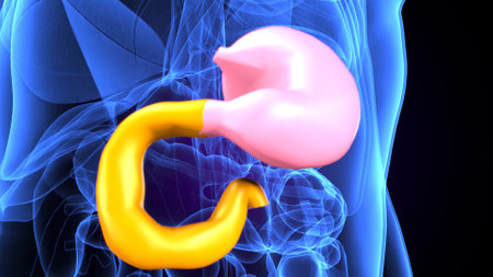 Human Urinary System Anatomy For Medical Concept 3D Illustration