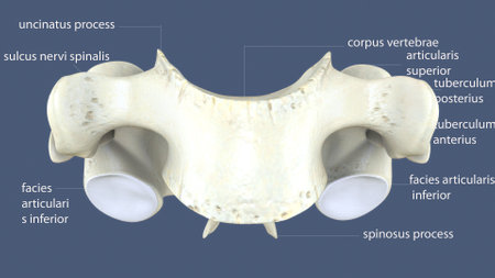 3D Illustration of Human Skeleton Skull Bone Joint Anatomy