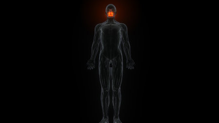 Human Organs Anatomy with visible glowing skin isolated on black backgroundの写真素材