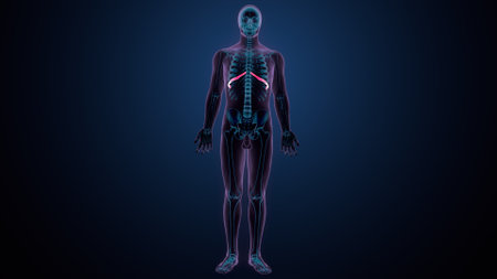 Human Body Organs Anatomy (Lungs, Veins)の写真素材