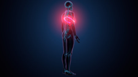Human body anatomy with highlighted liver anatomy on dark background. 3D Renderingの写真素材