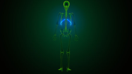 Human skeleton anatomy. 3d rendering, 3d illustration. Human body anatomy.の写真素材