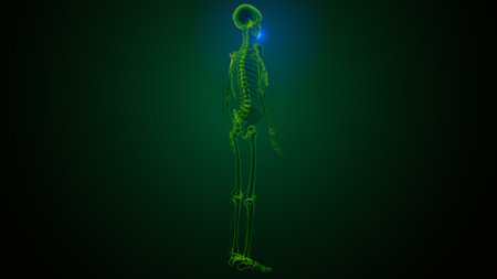 Human skeleton anatomy (back side) 3D Rendering For Medical Conceptの写真素材