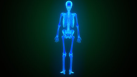 Human skeleton anatomy x-ray blue glowing on a dark background. 3d renderingの写真素材