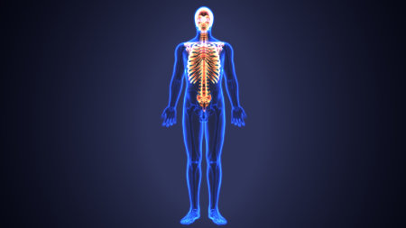 Human skeleton anatomy x-ray view on blue background. 3D renderingの写真素材