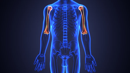 Human skeleton anatomy x-ray view on blue background. 3D rendering