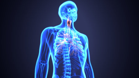 Human Organs - Lymph Nodes Anatomy For Medical Conceptの写真素材