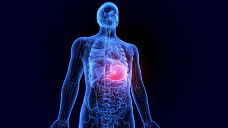 Human body anatomy x-ray view with highlighted highlighted liver. 3D renderingの写真素材