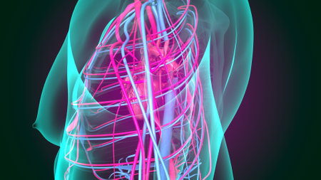 Human Heart Organs Anatomy For Medical Concept 3D Illustration