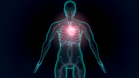 Human Organs - Lymph Nodes Anatomy For Medical Conceptの写真素材