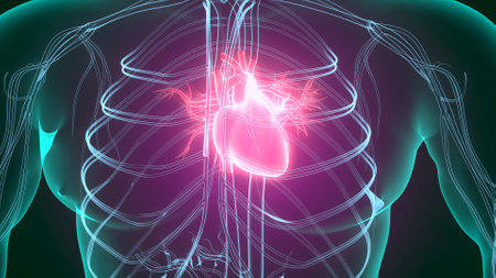 Human Heart Anatomy For Medical Concept 3D Illustration. Human Heart Anatomy For Medical Conceptの写真素材
