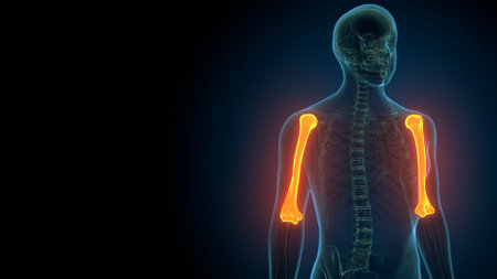 Human skeleton anatomy x-ray view on dark background. 3D rendering