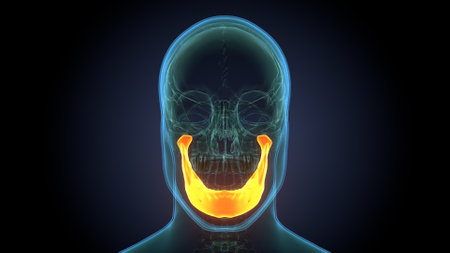 Human Skeleton Skull Bone Anatomy For Medical Concept 3D Illustrationの写真素材