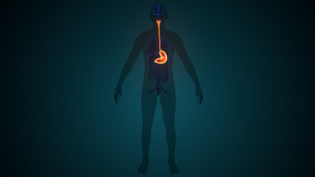 Human Digestive System Anatomy For Medical Concept 3D Illustrationの写真素材