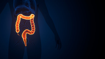 Human Digestive System Anatomy For Medical Concept 3D Illustration