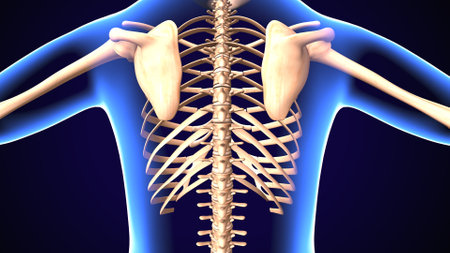 Human skeleton anatomy, back view, 3D illustration, medical concept