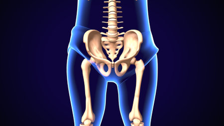 Human skeleton anatomy articular pain 3D Rendering For Medical Conceptの写真素材