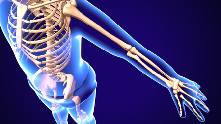 Human skeleton anatomy, 3D illustration, medical concept with skeleton bones