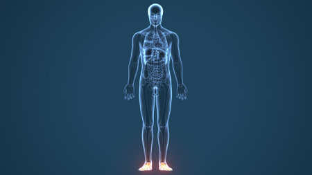 Human Body Organs Anatomy with empty space for text or imageの写真素材