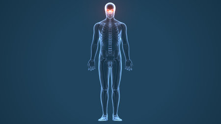 Human Skeleton Vertebrae Anatomy For Medical Concept 3D Illustrationの写真素材