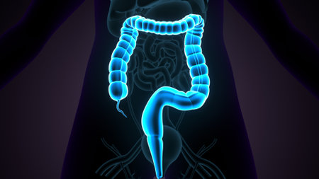 Human Digestive System Anatomy For Medical Concept 3D Illustration