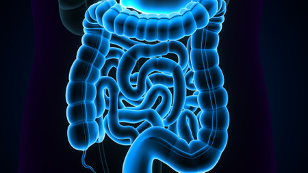 Large Intestine 3D Illustration Human Digestive System Anatomy For Medical Conceptの写真素材