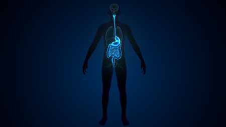 Human Digestive System Anatomy For Medical Concept 3D Illustrationの写真素材