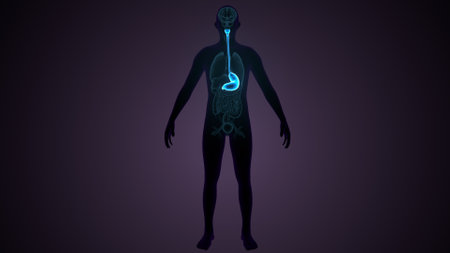 Human Digestive System Anatomy For Medical Concept 3D Illustrationの写真素材