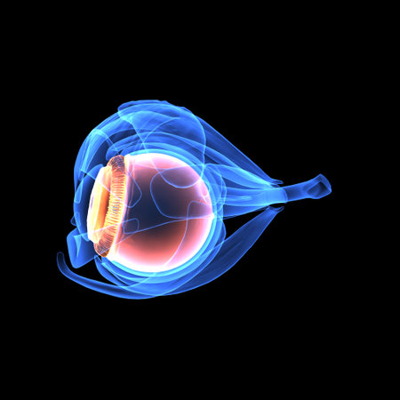 Human eye anatomy isolated on black background. 3D rendering and illustration.の写真素材