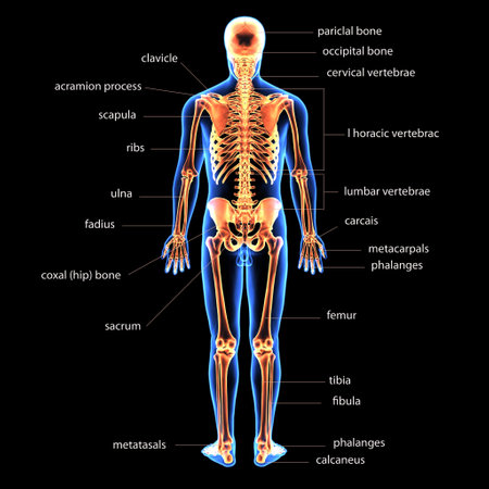 Human skeleton anatomy, 3D illustration. Anatomy of human bodyの写真素材