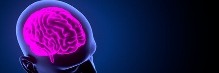 Human Brain Anatomy For Medical Concept 3D Illustration Design.