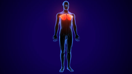 Human Body Anatomy with Blood Vessels and Heart Isolated on Blue Backgroundの写真素材