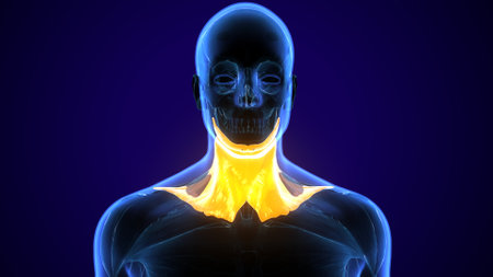 Human Anatomy Lymph Nodes For Medical Concept 3D Illustration