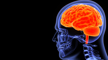 Human Brain Anatomy For Medical Concept. 3D Illustration.