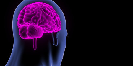 Human Brain Anatomy For Medical Concept 3D Illustration. Human Brain Anatomy For Medical Conceptの写真素材