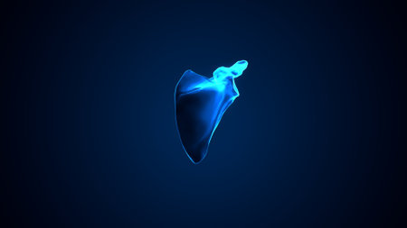Human heart on blue background, 3D rendering. Computer digital drawing.の写真素材